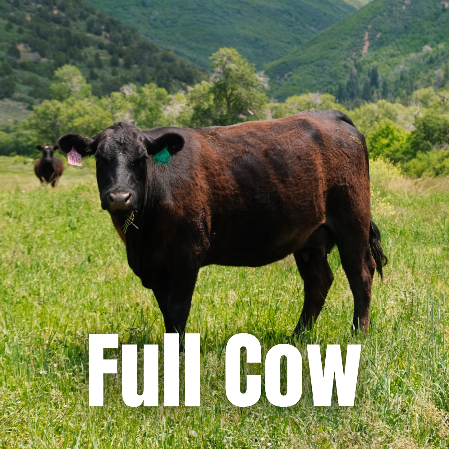 Oak Creek Farms Full Cow